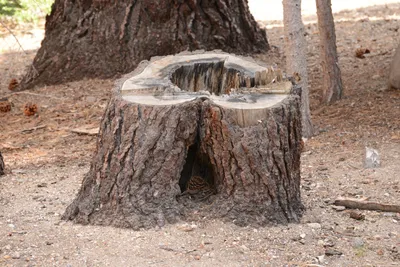 DSC_3032 (Large).JPG